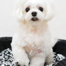 チャッピーちゃん