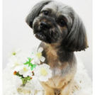 シーズー×ダックスのベルちゃん