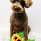 ラッフィーちゃん