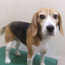 ビーグルのらんちゃん