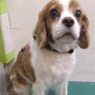 キャバリアのレオンくん