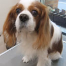 キャバリアのクリルくん