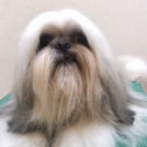 ラサ・アプソのシャオリンちゃん