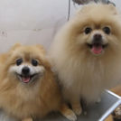 エル&ポポちゃん