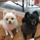 ジュウザ&ユリアちゃん