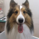 シェルティのハルくん