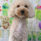 salon de biancaでカットしたミルキーちゃん