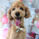 salon de biancaでカットしたフクくん