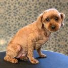 毛玉になりにくいのでおすすめです。